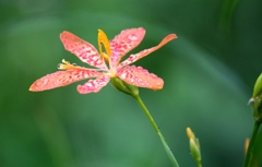 雨の日のヒオウギ