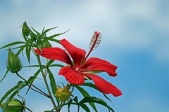 モミジアオイ・紅葉葵