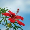 モミジアオイ・紅葉葵