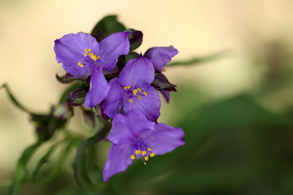 野に咲く花（２）