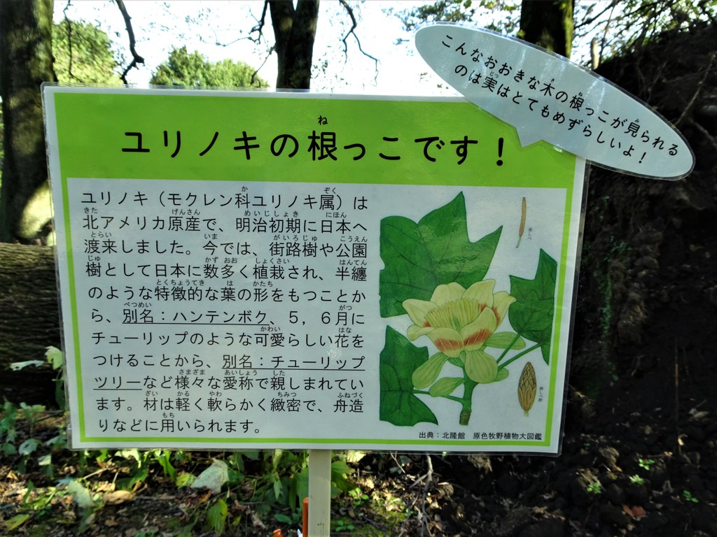 ユリノキの根っこです！２