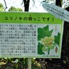 ユリノキの根っこです！２