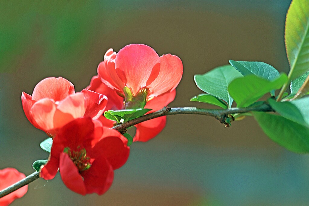 木瓜の花