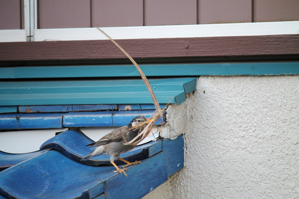 Nest Building