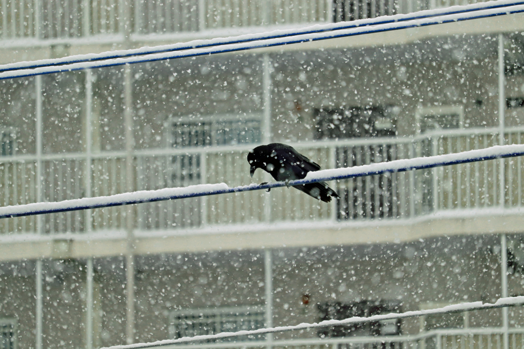 雪にうな垂れる烏