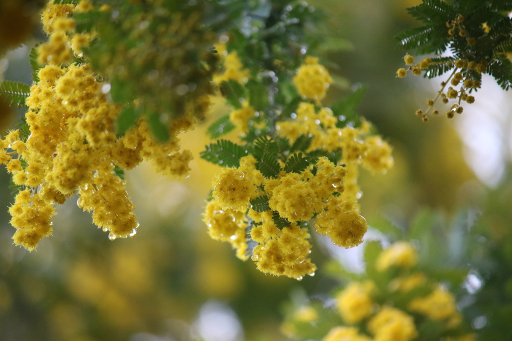 ミモザに寄せて