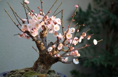 「梅＊思いのままに」その後