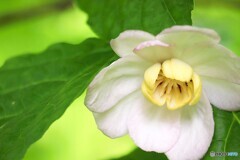 夏蝋梅