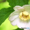夏蝋梅
