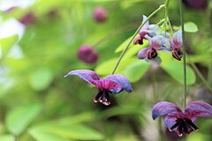 木通の花