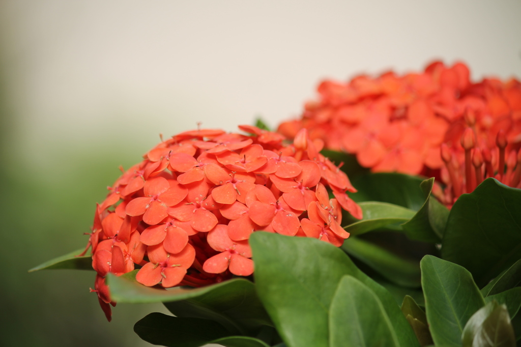 紫陽花のようですが、、、