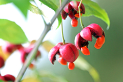 吊り花・ツリバナ