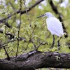 木の上の白鷺