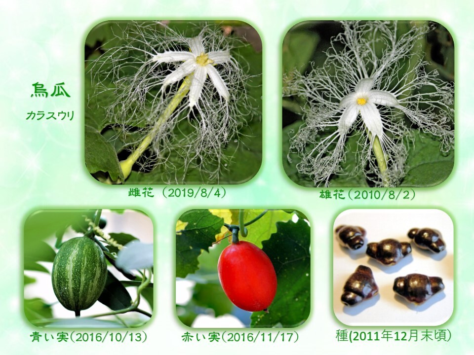 烏瓜・花から種へ
