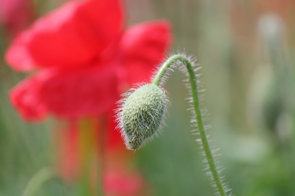 花よりも、、、