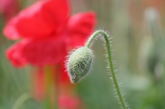 花よりも、、、