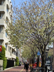 緑の桜並木（御衣黄）