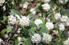 白い沈丁花