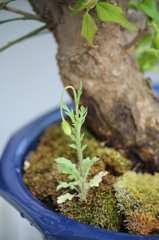 何の草？