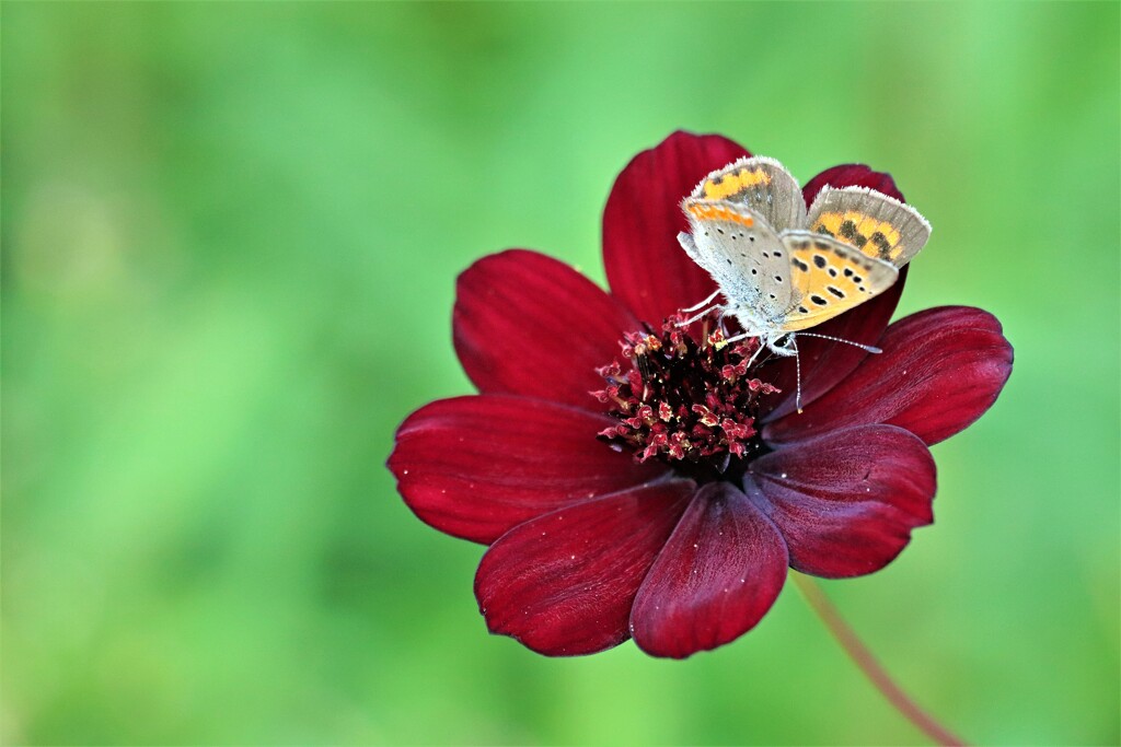 花と蝶２