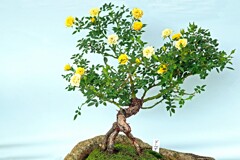 ミニバラ盆栽展