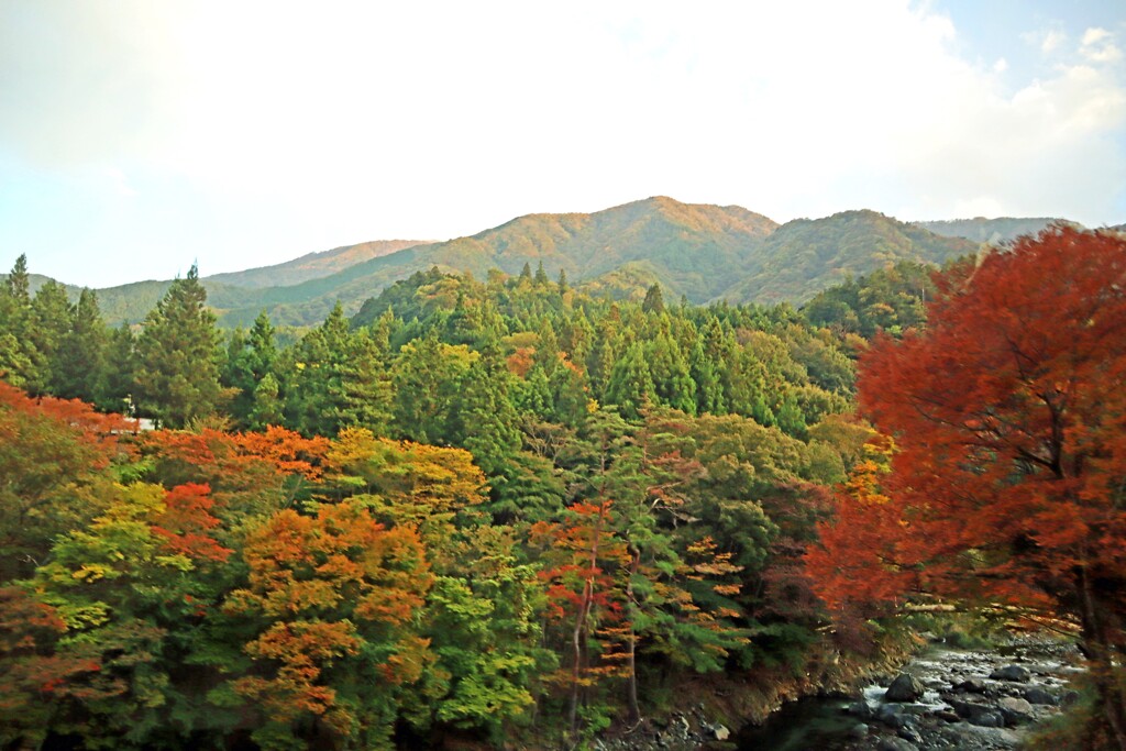 道志の森も秋の色