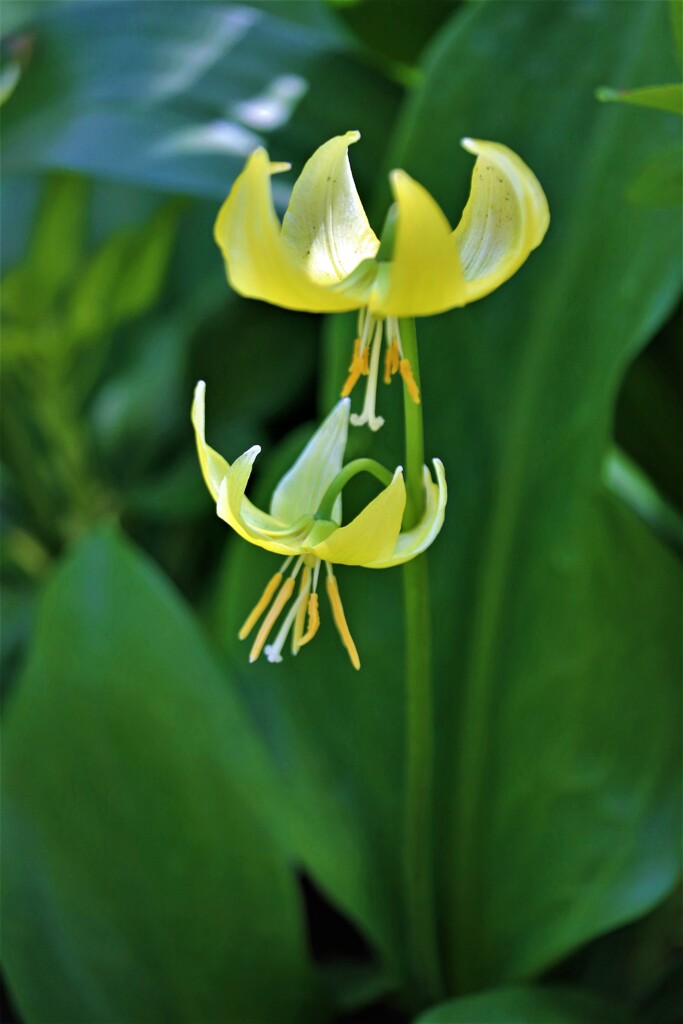 想い出の花