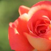 師走のばら２・ぬくもり