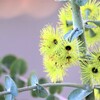 ユーカリの花