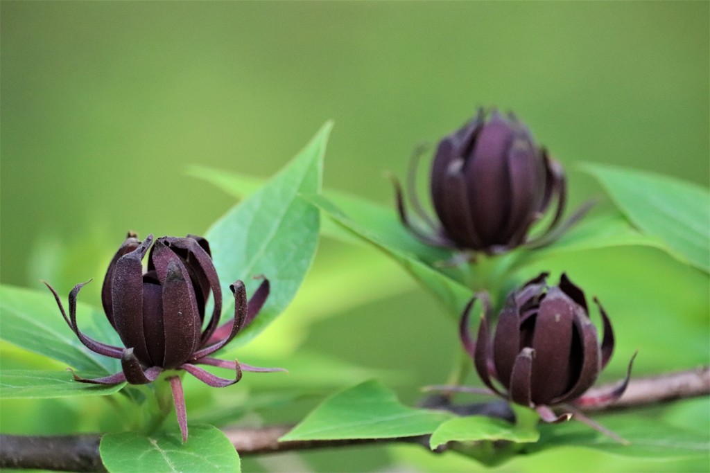 黒花蝋梅