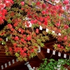 紅葉を楽しむ