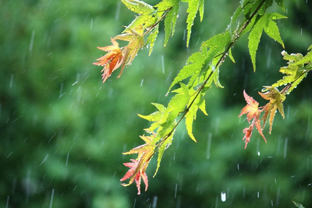 激しい雨
