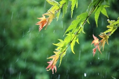 激しい雨