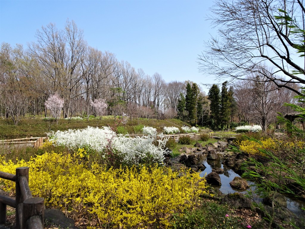 公園の春