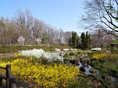 公園の春