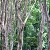 白樺のようですが２
