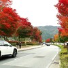 街路樹の紅葉