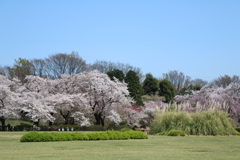 花吹雪の中で