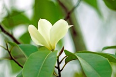 ミヤマガンショウ・深山含笑