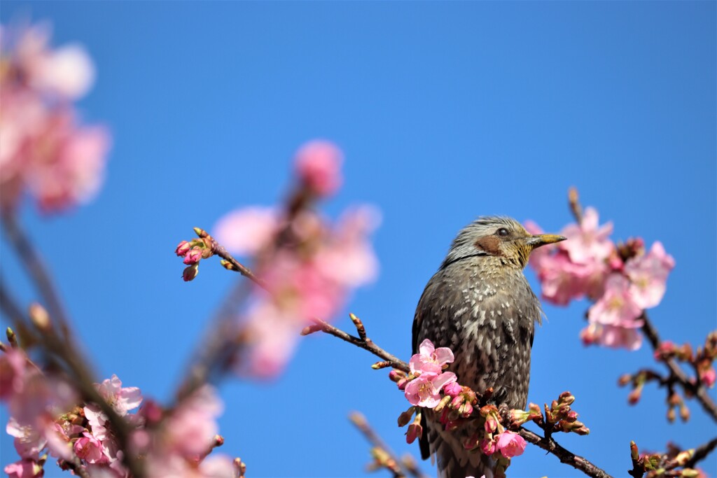 夢見るひとみ