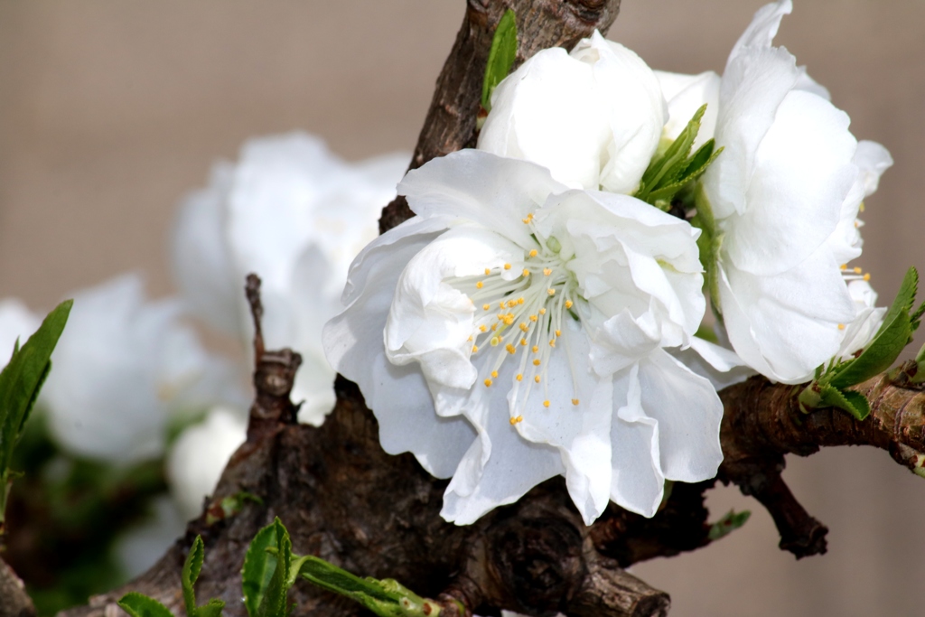 白い花桃