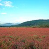 赤蕎麦の咲く公園