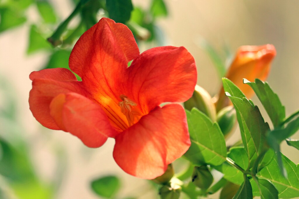 名残りの花