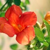 名残りの花