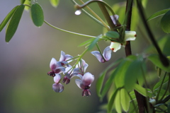 アケビが咲きました（雄花）