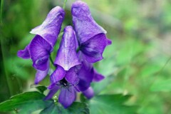 高原の花・トリカブト