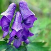 高原の花・トリカブト