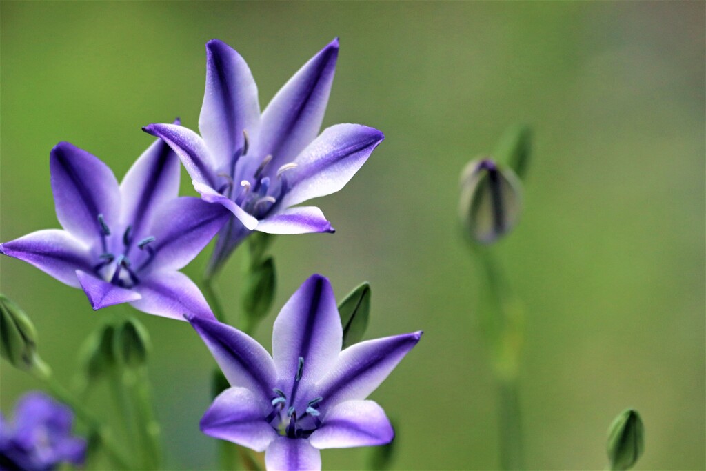 庭の花・トリテレイア