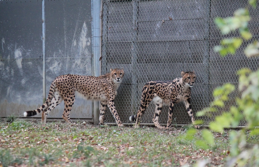 キングチーターってなに？