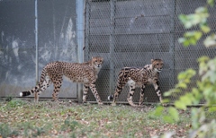 キングチーターってなに？
